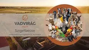 Vadvirág Major plakát